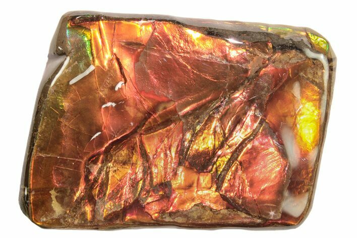 Iridescent Ammolite (Fossil Ammonite Shell) - Alberta #265100